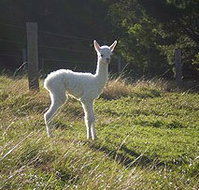 Jaspers Brush B And B - Tourism Caloundra