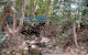 Rainforest Grove Holiday Resort - thumb 3