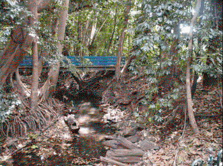 Rainforest Grove Holiday Resort - Tourism Caloundra 3
