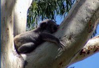 Dunbogan Caravan Park - Tourism Caloundra 2