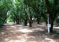 Daly River Mango Farm - Tourism Caloundra 4