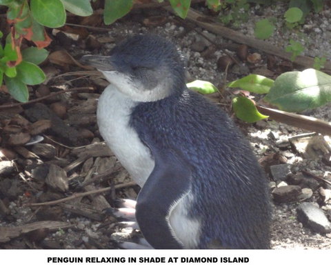 Diamond Island Resort - Tourism Caloundra 2