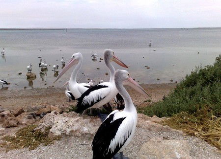 Venus Bay Caravan Park - Tourism Caloundra 1