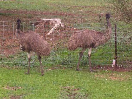 Cape Jervis Station - Tourism Caloundra 1