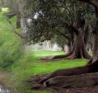 Rivergum Cottage - Tourism Caloundra