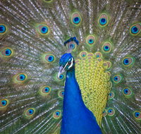 Willunga Peacock Farm Bed and Breakfast - Tourism Caloundra