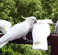 Lorikeet Lane BB - Tourism Caloundra