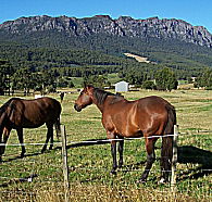 Hurlfield Farm Cottage - Tourism Caloundra