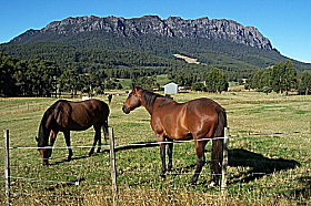 Hurlfield Farm Cottage - Tourism Caloundra 0