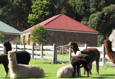 Tin Dragon Trail Cottages - Tourism Caloundra 2