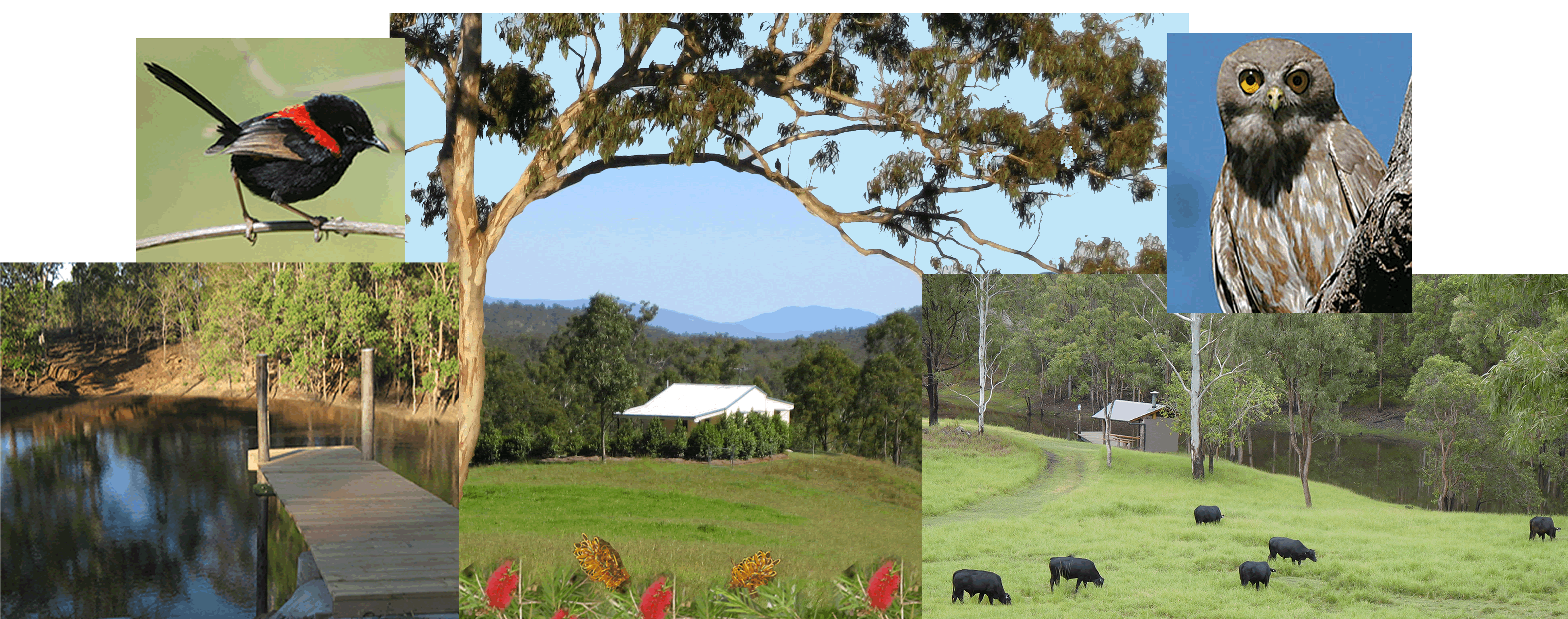 Barking Owl Retreat - Tourism Caloundra