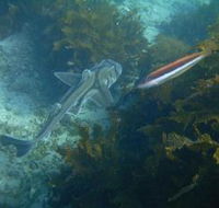 Honeymoon Bay - Tourism Caloundra