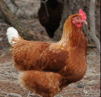Avonmore Estate Biodynamic Winery - Tourism Caloundra