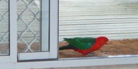 Azalea Cottage - Tourism Caloundra 5