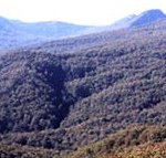 Callicoma Hill Eco-Cabins - Tourism Caloundra