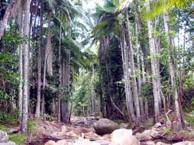 Finch Hatton Gorge Cabins - Tourism Caloundra 2