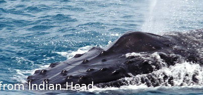 Fraser Island Fishing Units - Tourism Caloundra 5