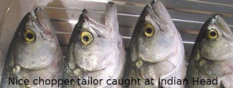 Fraser Island Fishing Units - Tourism Caloundra 6