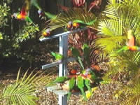 Chamomile Bed And Breakfast - Tourism Caloundra 1