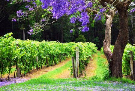 Wauchope NSW Tourism Caloundra