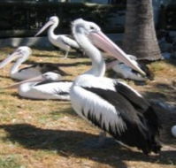 Christmas Cove Caravan Park - Tourism Caloundra