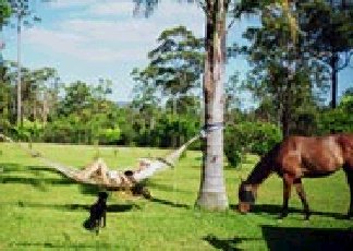 Neds Bed Horse O Tel - Tourism Caloundra 0