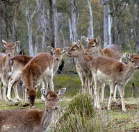 Lake Leake Chalet - Tourism Caloundra