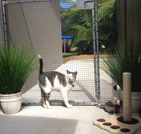 Caringbah Cat Hotel - Tourism Caloundra
