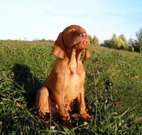 Wingham Pet Motel - Tourism Caloundra