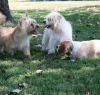 Durack Pet Motel - Tourism Caloundra