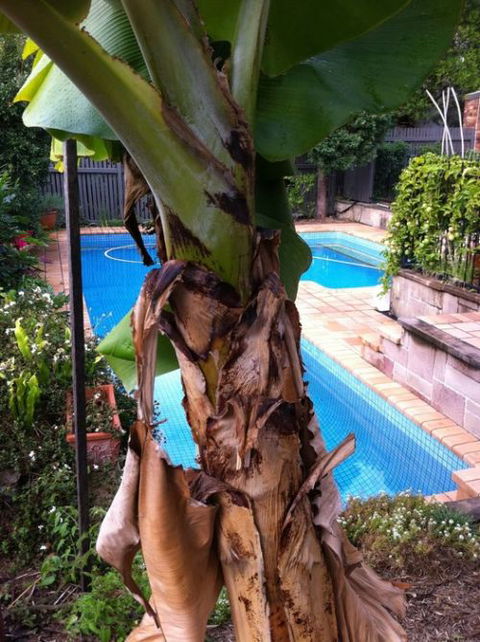 Bardon B&B - Tourism Caloundra 5