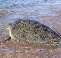 Mackerel Islands - Tourism Caloundra