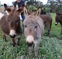 Donkey Tales Farm Cottages - Tourism Caloundra