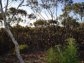 Ardath ACT Tourism Caloundra