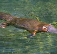 Eilean Donan Gardens - Tourism Caloundra