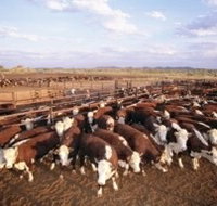 Bond Springs Outback Retreat - Tourism Caloundra