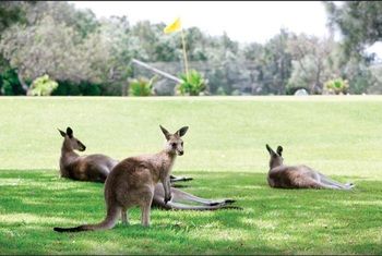 Darlington Beach Resort & Holiday Park - Tourism Caloundra 67