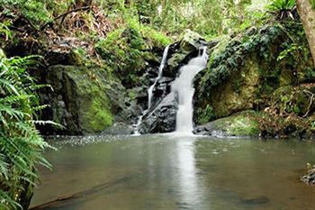 Kondalilla Eco Resort - Tourism Caloundra 63