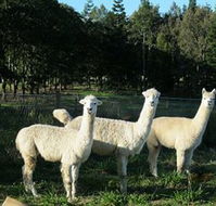 Blackwattle Farm BampB and Farm Stay - Tourism Caloundra