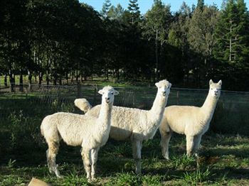 Blackwattle Farm B&B And Farm Stay - Tourism Caloundra 0