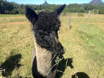 Blackwattle Farm B&B And Farm Stay - Tourism Caloundra 4