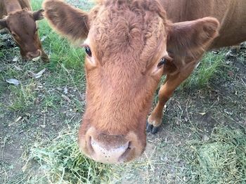 Blackwattle Farm B&B And Farm Stay - Tourism Caloundra 5