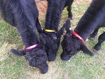 Blackwattle Farm B&B And Farm Stay - Tourism Caloundra 6