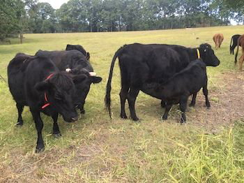 Blackwattle Farm B&B And Farm Stay - Tourism Caloundra 8