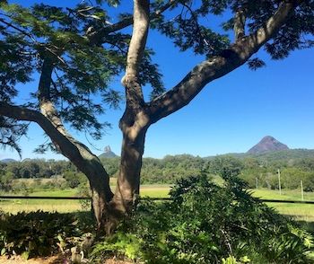 Blackwattle Farm B&B And Farm Stay - Tourism Caloundra 9