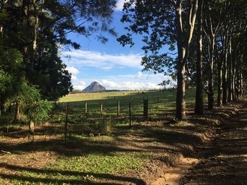 Blackwattle Farm B&B And Farm Stay - Tourism Caloundra 12