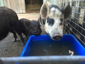 Blackwattle Farm B&B And Farm Stay - Tourism Caloundra 14