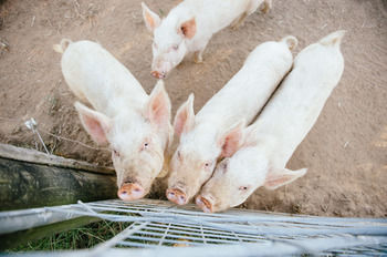 Blackwattle Farm B&B And Farm Stay - Tourism Caloundra 39