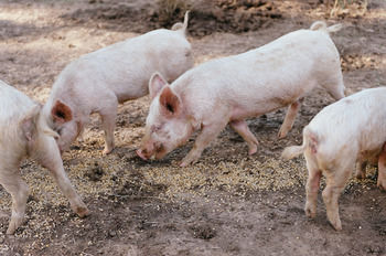 Blackwattle Farm B&B And Farm Stay - Tourism Caloundra 40