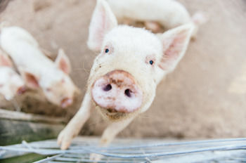 Blackwattle Farm B&B And Farm Stay - Tourism Caloundra 41